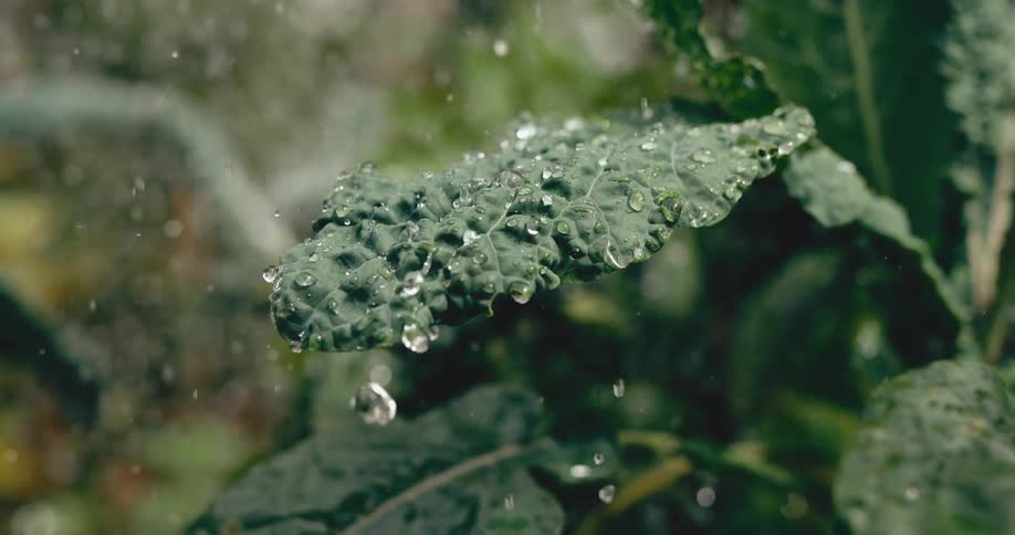 Raindrops gently fall in slow motion onto a textured lacinato kale leaf, beading up before dripping off