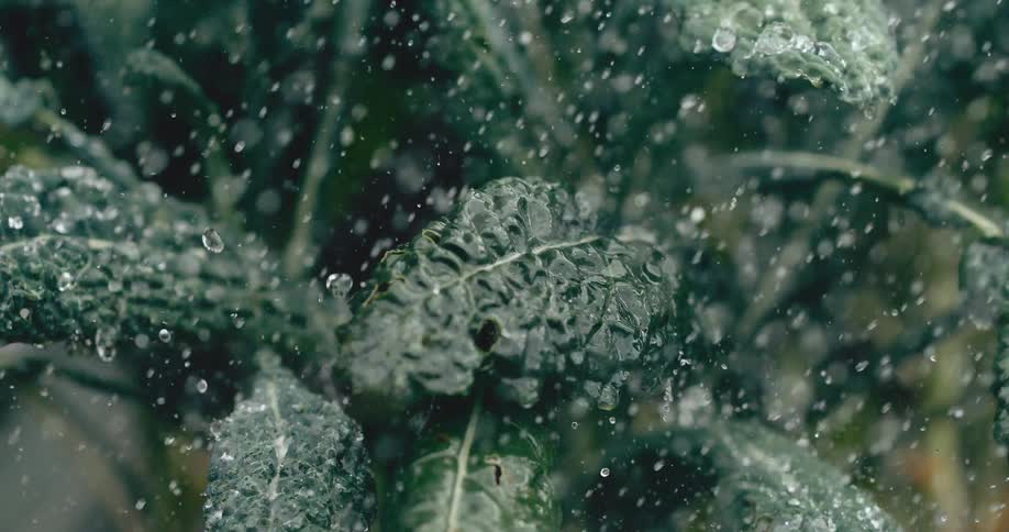 A refreshing shower of water droplets falls in super slow motion over fresh, green kale leaves
