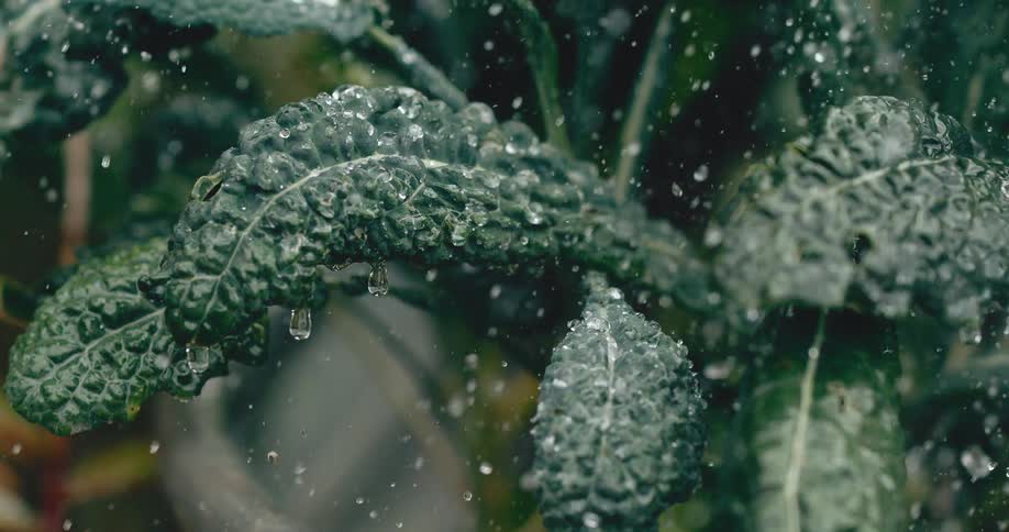 A close-up, slow-motion view of water droplets raining down on the textured leaves of a kale plant