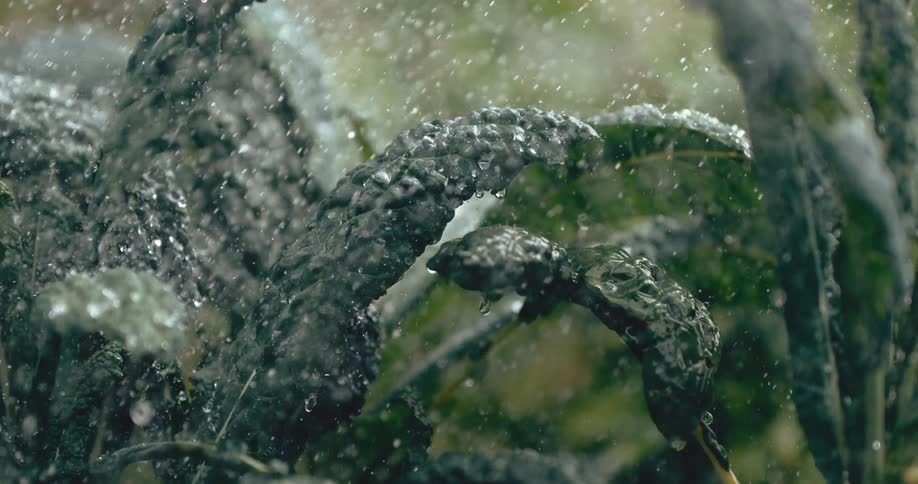 Extreme close-up slow motion of fresh water droplets falling on green kale leaves