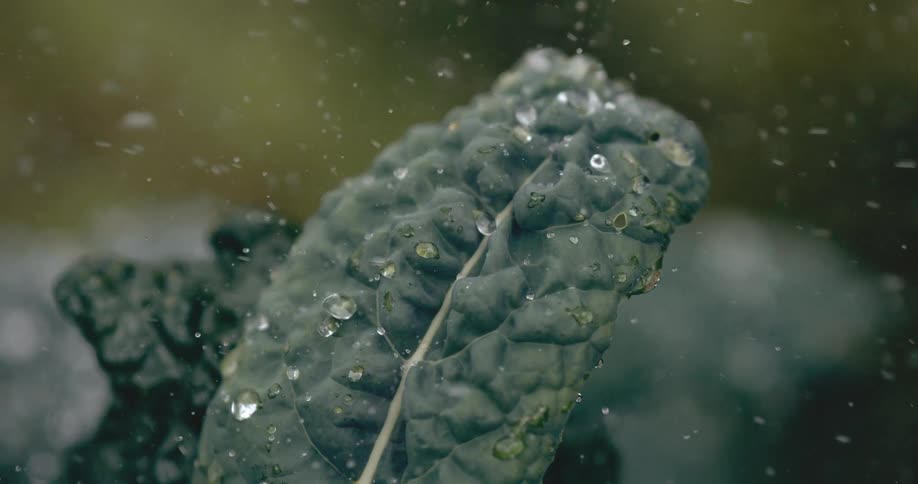 Slow motion macro shot of water misting and beading up on a fresh, green kale leaf in a garden