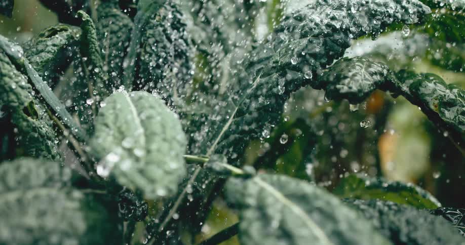 Refreshing water droplets splash onto dark green kale leaves in a garden in slow motion
