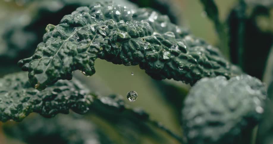 A single drop of water falls from a wet kale leaf in super slow motion