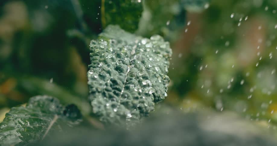 Raindrops fall in slow motion onto the textured surface of a dark green leafy vegetable