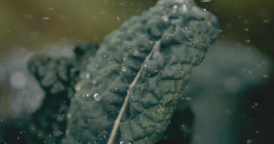 Raindrops gently fall on a dark green kale leaf in a garden in a slow-motion macro shot