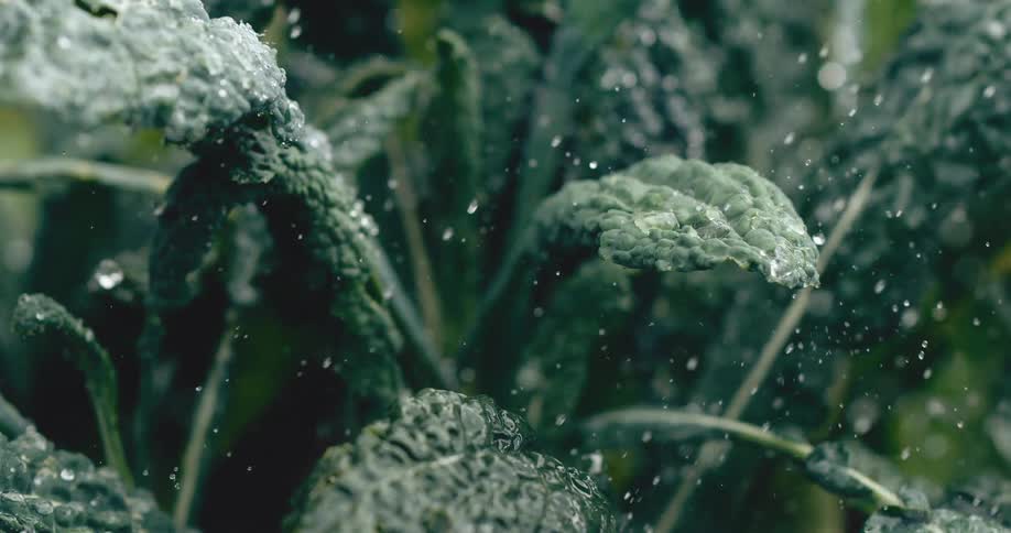 Slow motion close-up of fresh green kale leaves being sprinkled with water