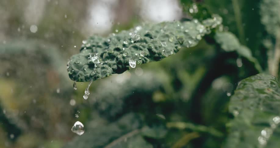 An extreme close-up, slow-motion shot of water falling on a green kale leaf, beading up, and dripping off the tip