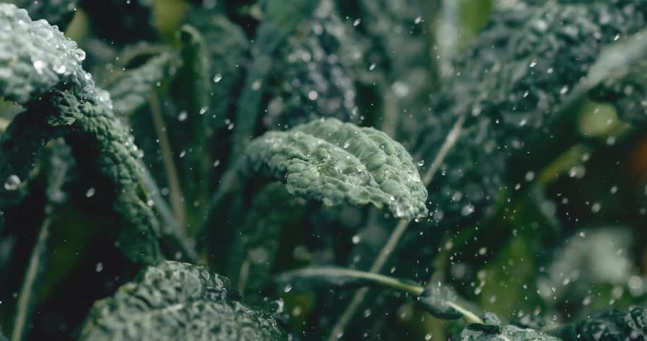 A slow-motion closeup shows water droplets splashing onto the textured leaves of fresh Lacinato kale