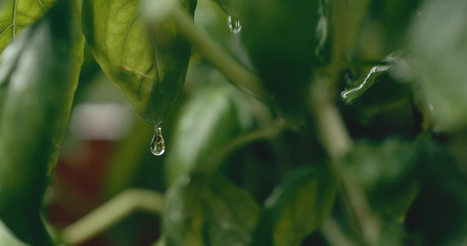 A single drop of water slowly falls from a vibrant green basil leaf in super slow motion
