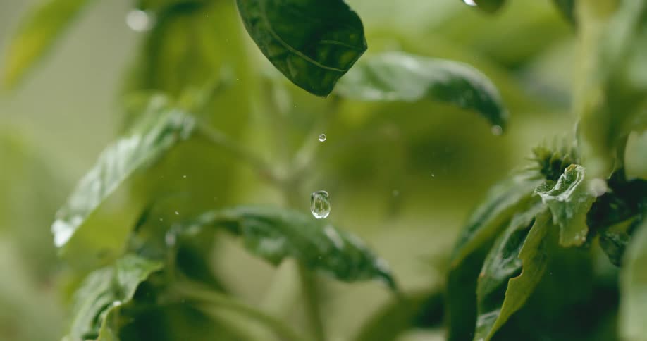 A water droplet falls in extreme slow motion from the tip of a fresh green basil leaf