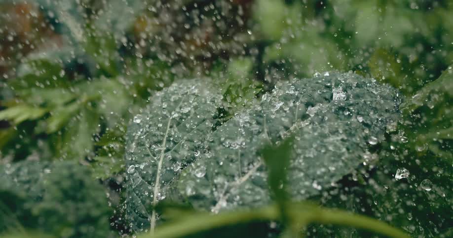 A slow-motion close-up captures refreshing water droplets raining down on the lush green leaves of a garden plant