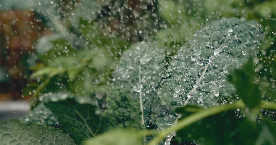 A refreshing slow-motion close-up of water spraying onto the vibrant green leaves of kale in a garden