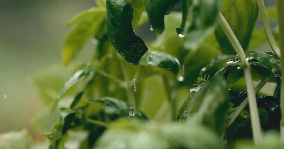 A slow-motion close-up of water dripping onto the lush green leaves of a basil plant