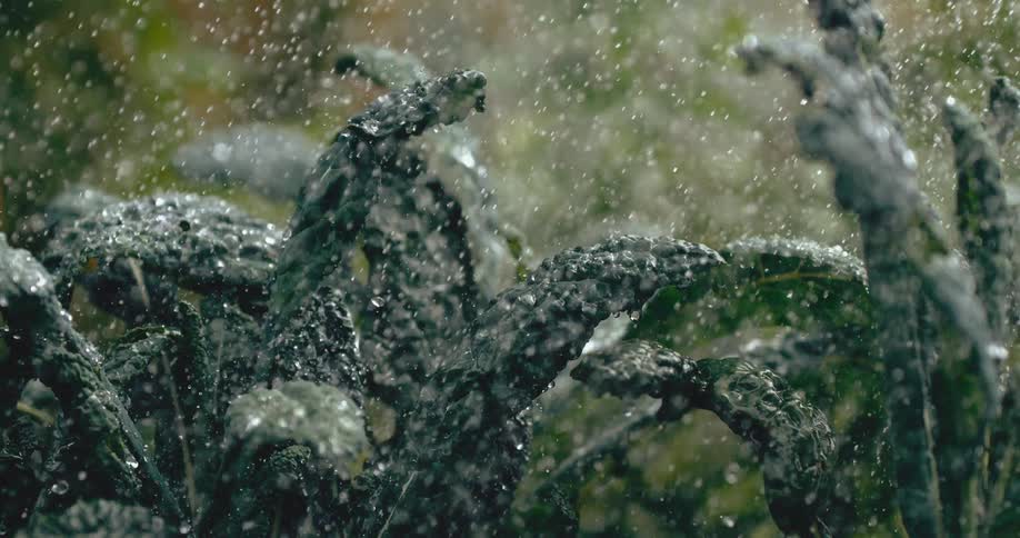 A close-up view captures refreshing water raining down on dark green kale leaves in slow motion