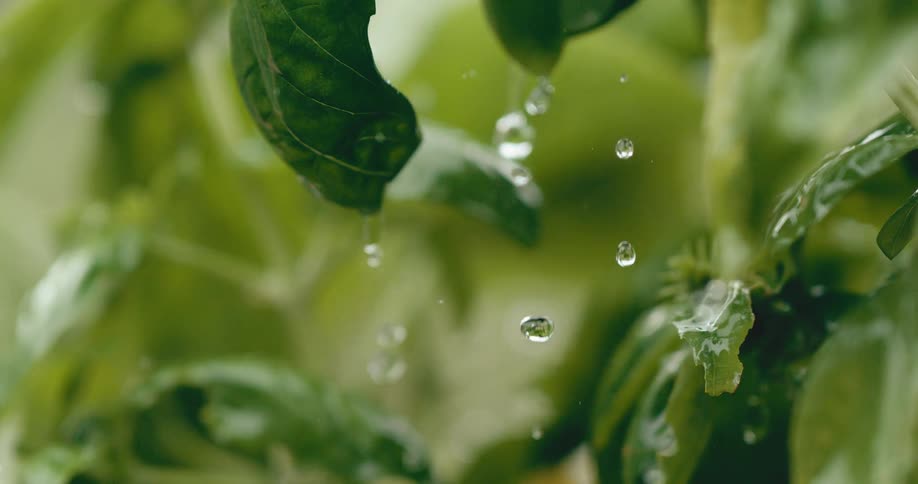 A super slow motion close-up captures glistening water drops falling onto fresh green basil leaves