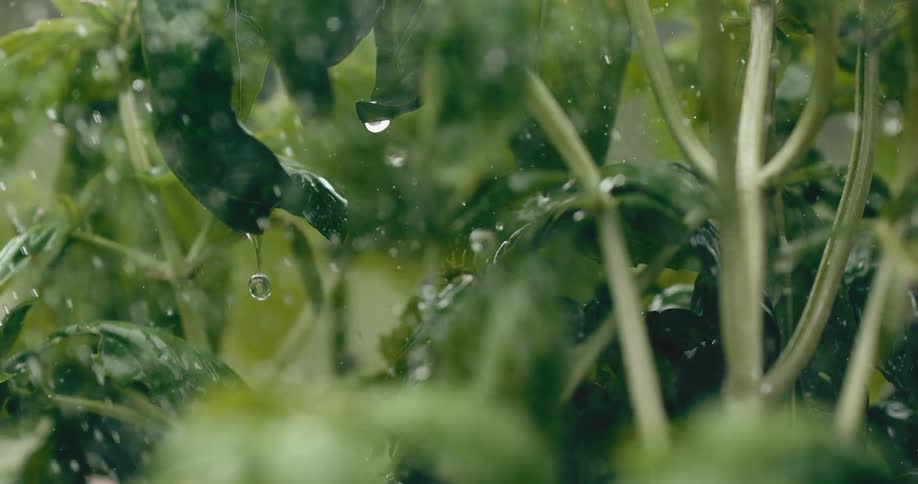 Extreme close-up in super slow motion of rain falling on the lush green leaves of a basil plant