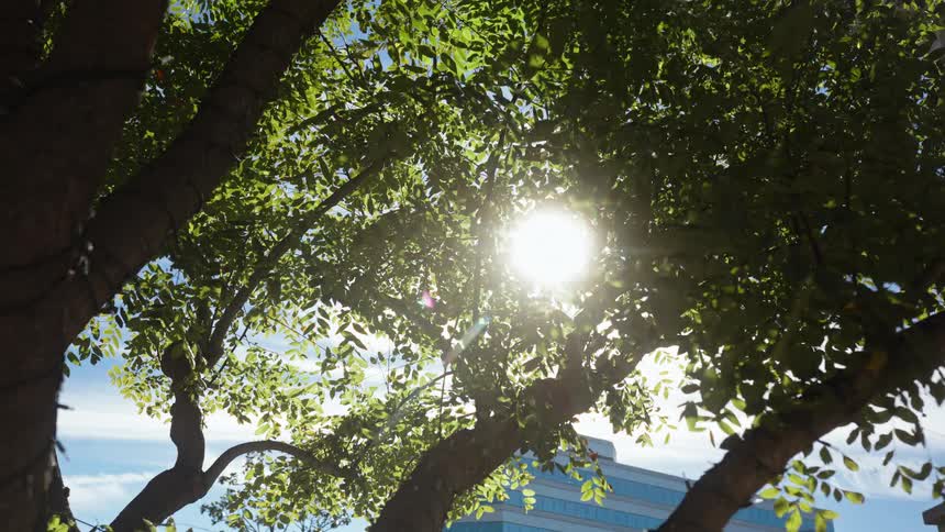 Low angle view of the sun shining brightly through the canopy of a tree on a sunny day in the city