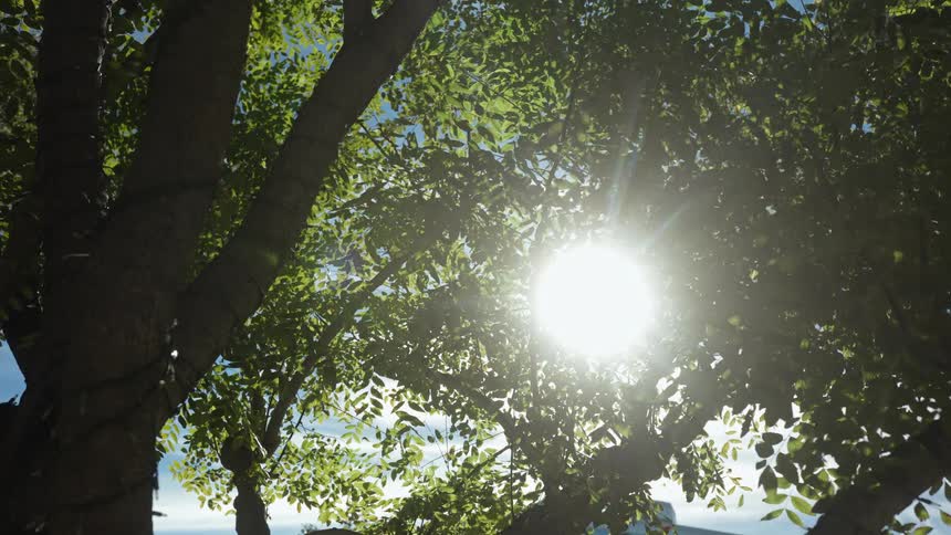 Sunlight shines brightly through the green leaves of a tree on a beautiful day with a blue sky