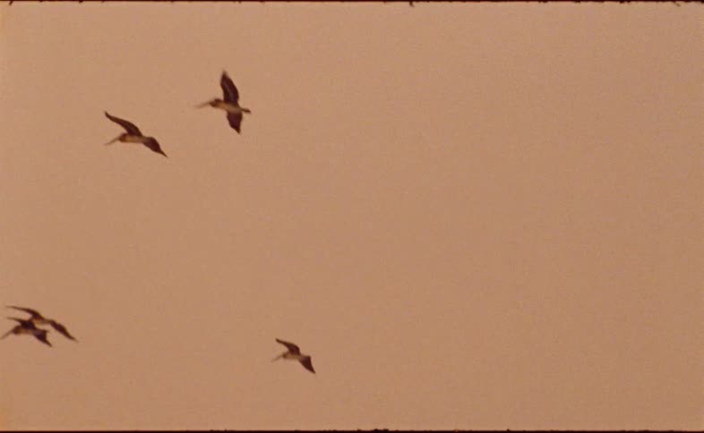 A flock of pelicans fly in formation across a hazy, orange sky over a hilly landscape with trees