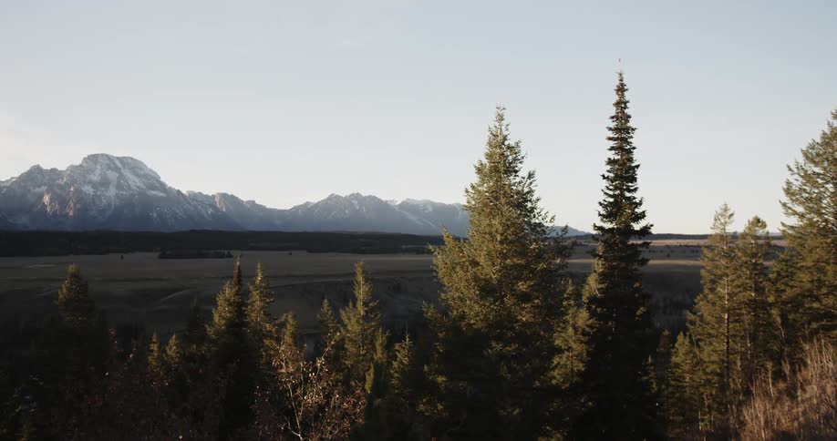 Pine trees stand with mountains in the distance