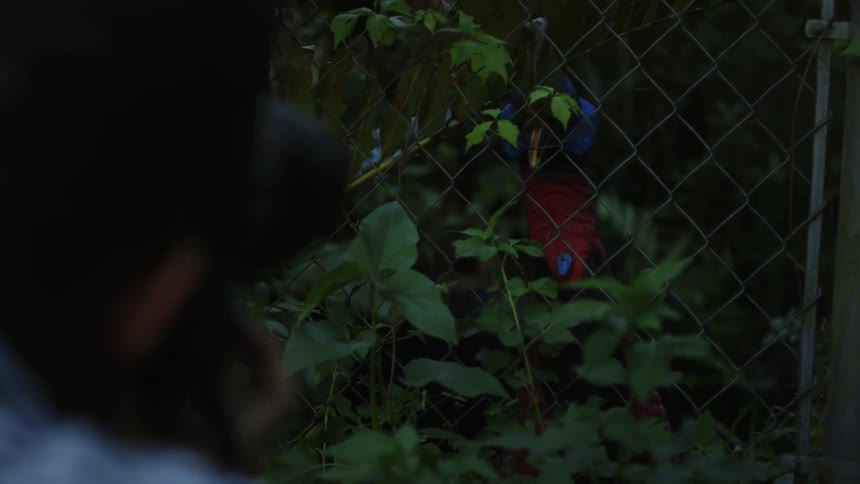Bird sitting behind a chain link fence with a person watching it