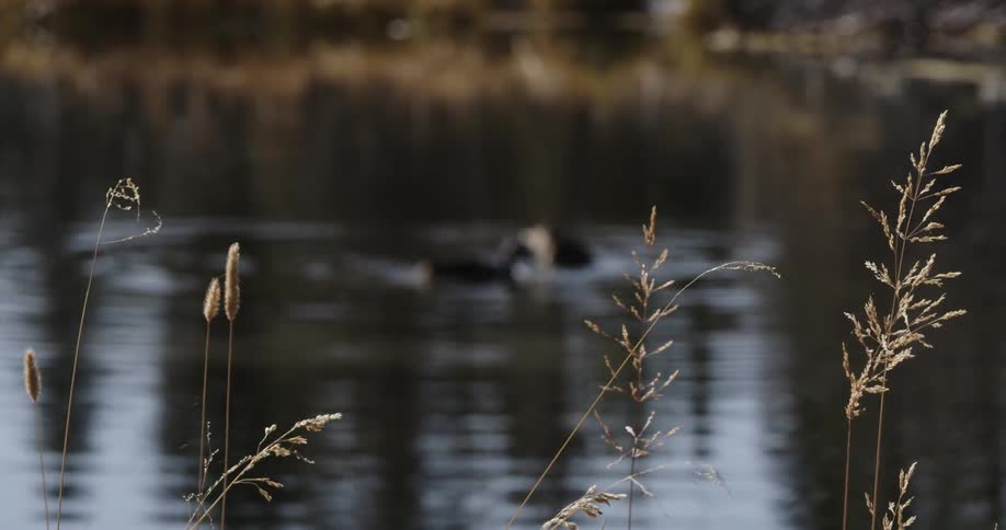 Two ducks bob their heads down in a lake