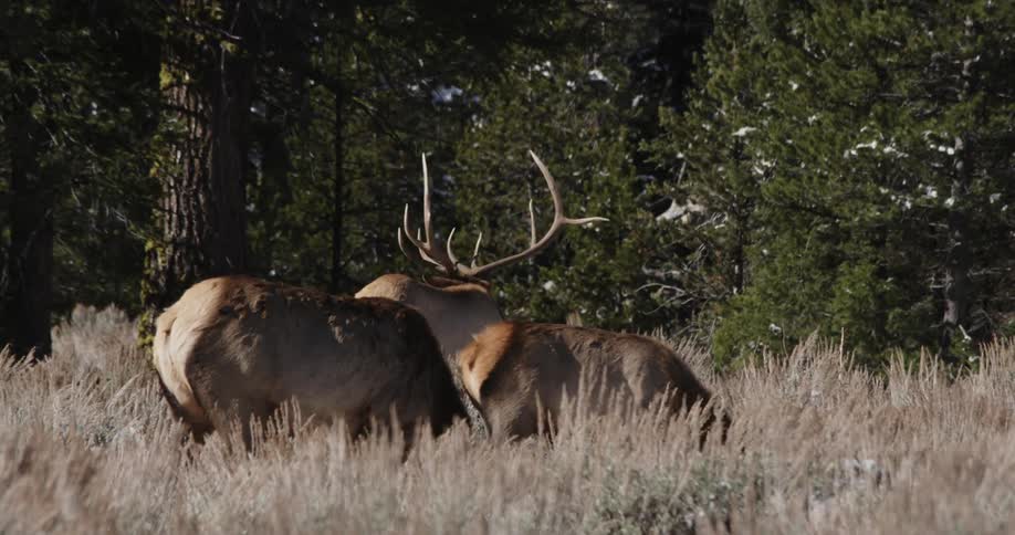 Three elk grave and look around