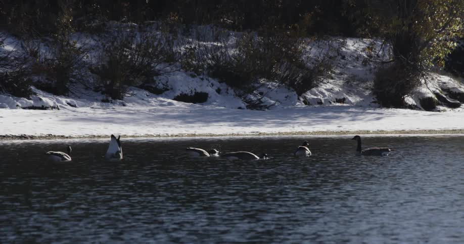 Ducks float on a lake and dive for food