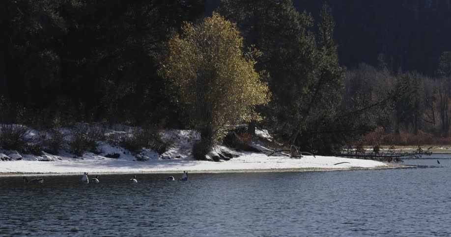 Ducks swim near a white shore lined with trees