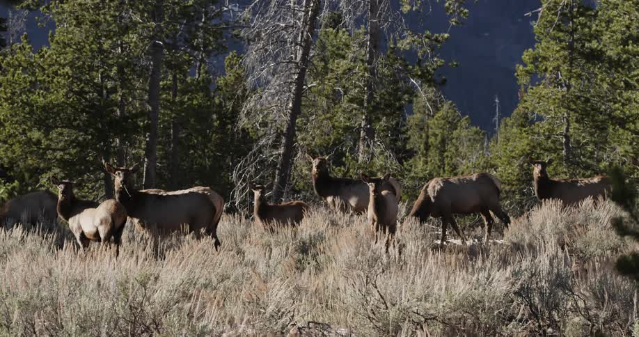 Deer graze in a grassy opening in the wilderness