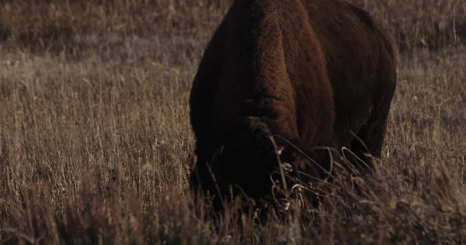 A buffalo is eating some grass on the field