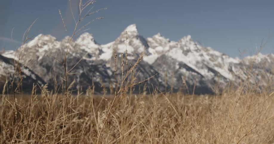 Yellow grass waves in the wind at the base of a jagged mountain range
