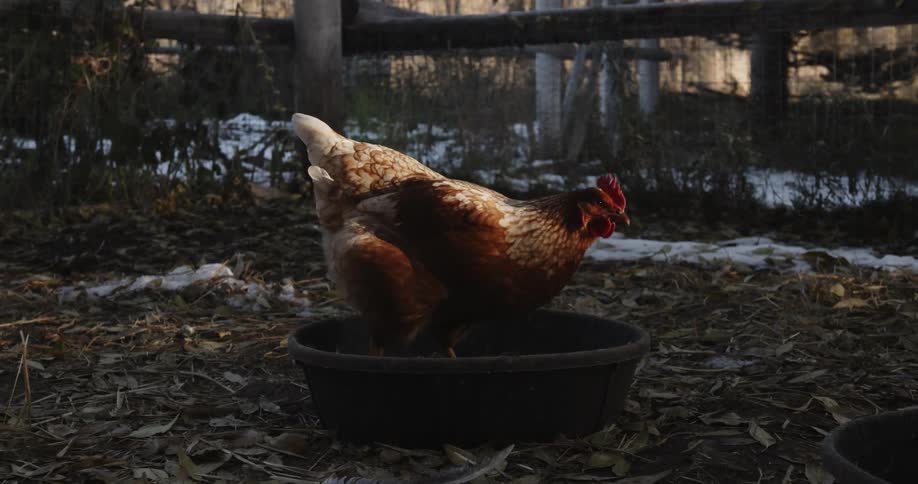 A hen climbs into a food bowl and pecks at the bottom