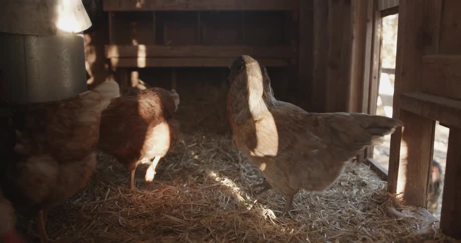 Chickens mill about in a chicken coop