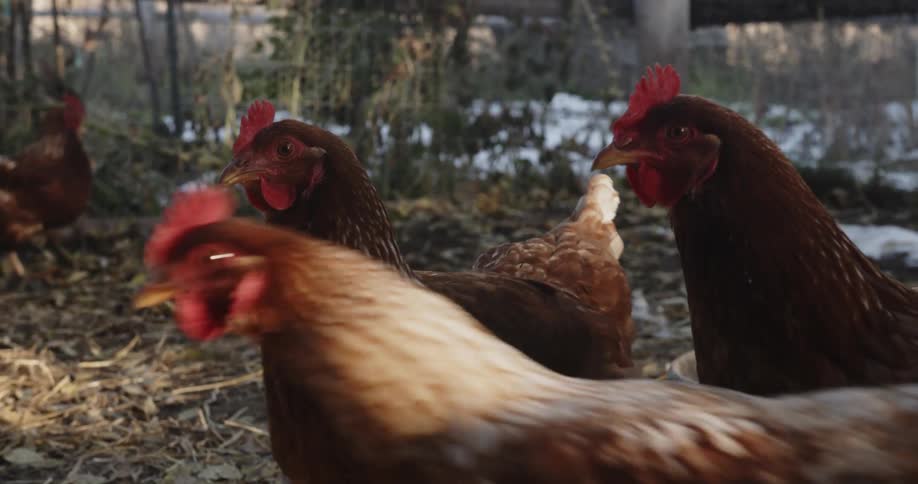 Chickens walk around