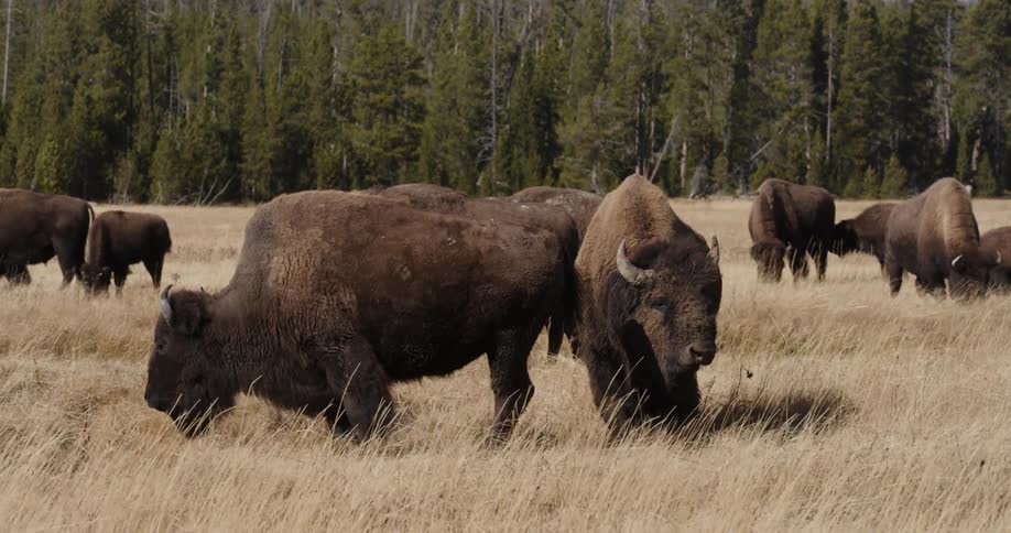 Bison graze in a grassy field in the wilderness