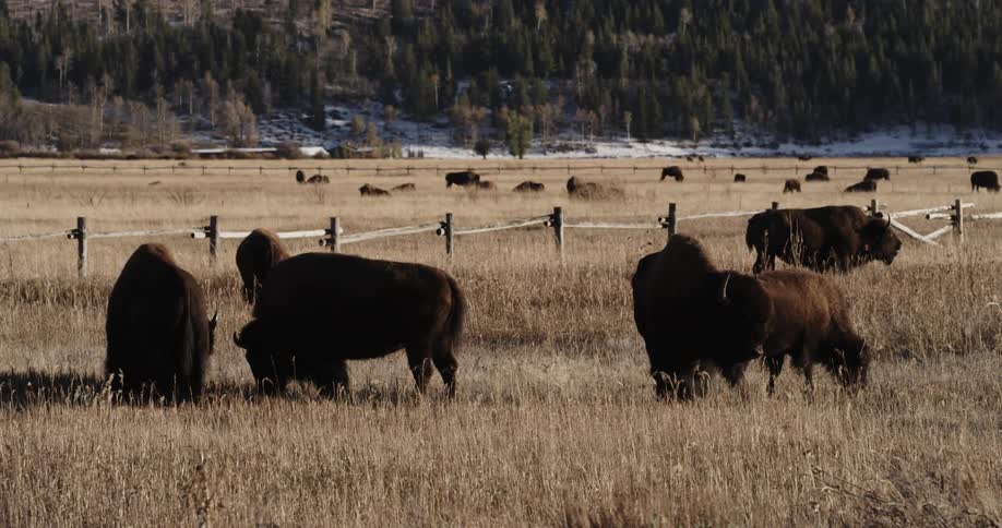 Bison graze on grass in an open field