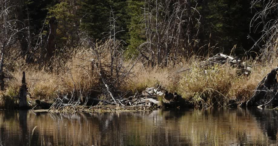 The swamp has branches and weeds hanging over it