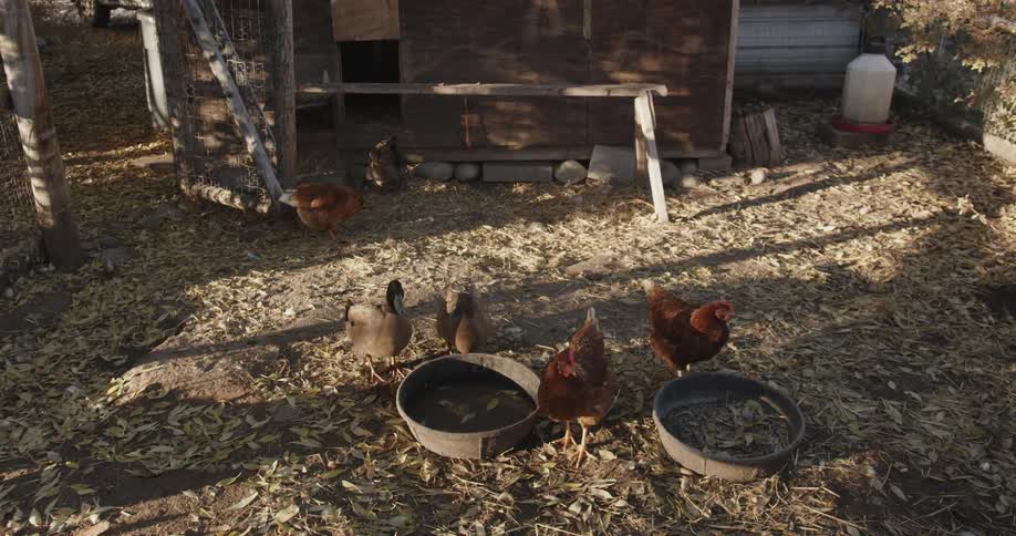 Chickens feed in a yard