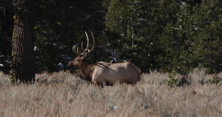 An elks stands in a forested area