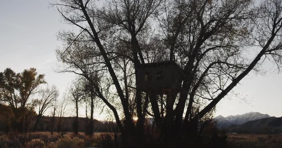 A treehouse sits in a tree at sunset