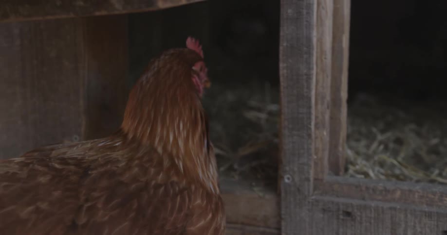 Chicken climbs into a coop