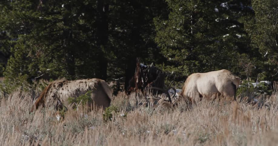Elk graze in the wilderness