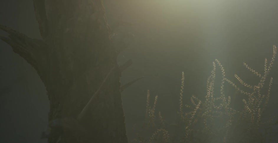 A tree on a misty day