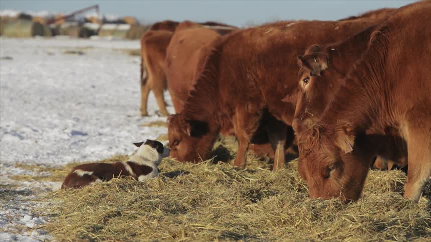 Cows are grazing on the field