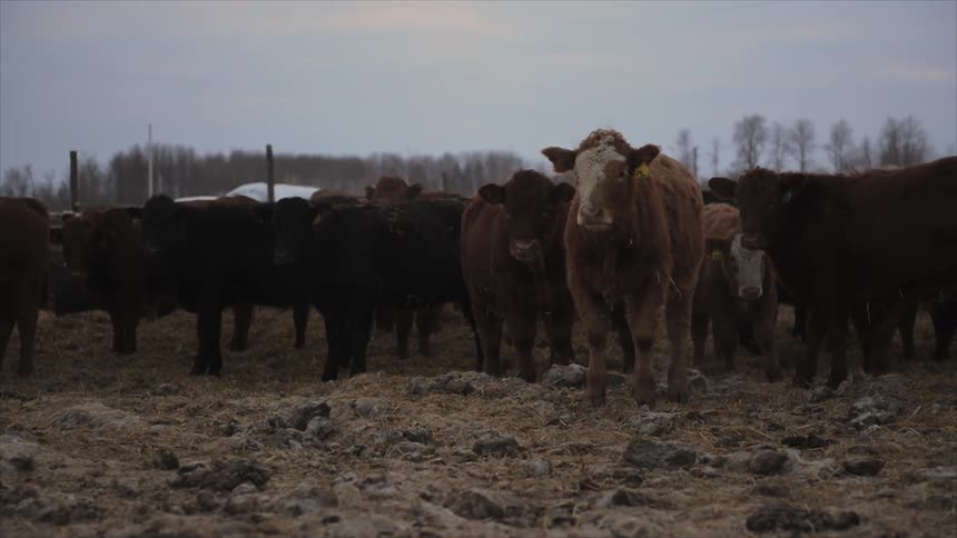 A herd of cattle stand in a field on an overcast day