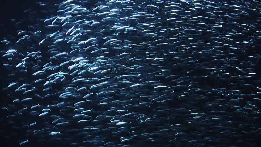 A large school of fish swim together in the blue hue water