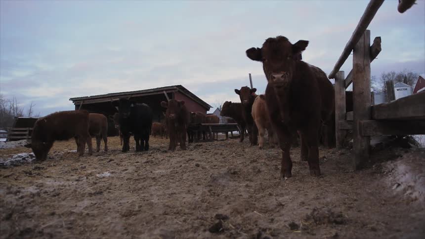 Cattle standing around in the pasture looking at the camera