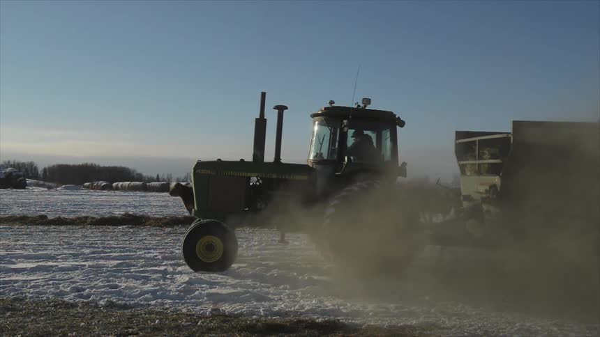Tractor rolling across the snow hauling a cart with cattle in the background