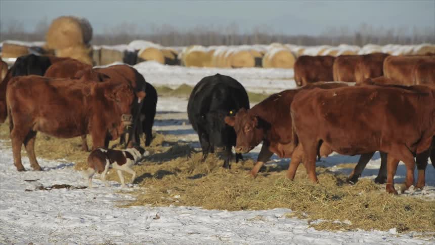 A dog is following the cows on the farm